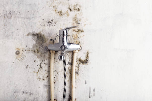 Best Mold Remediation  in Raytown, MO