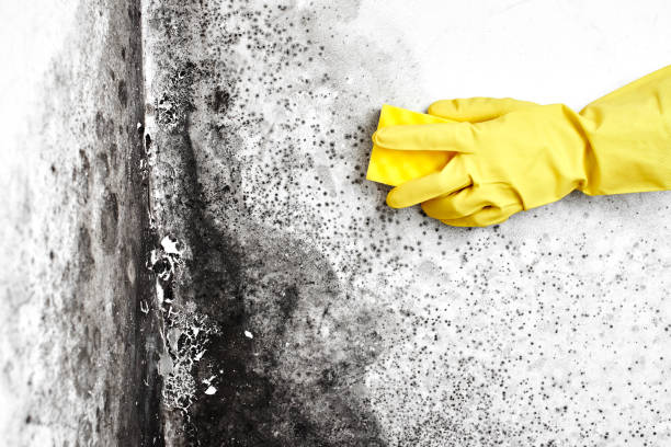 Best Certified Mold Removal  in Raytown, MO