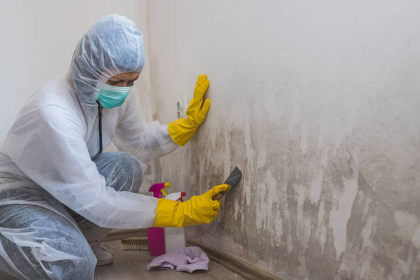 Attic Mold Removal in Raytown, MO