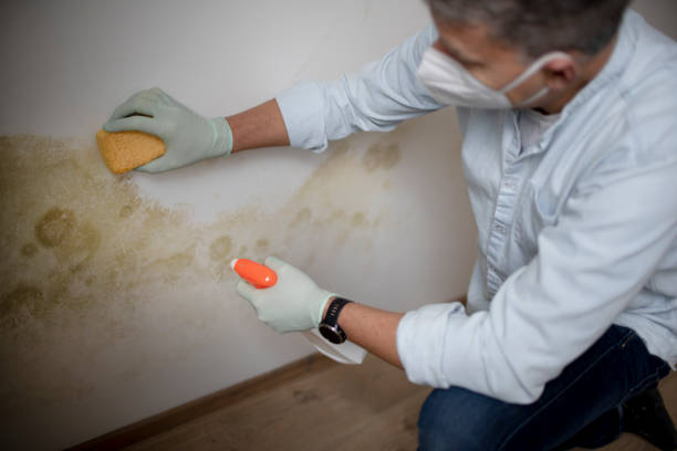 Best Mold Damage Repair  in Raytown, MO